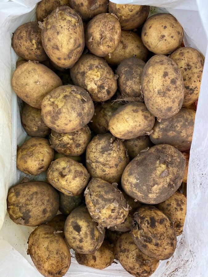 Kartupeļi, 20kg