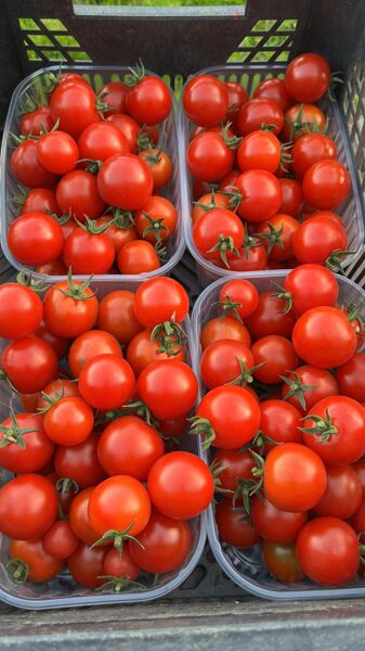 “Cherry” tomātiņi, 500g
