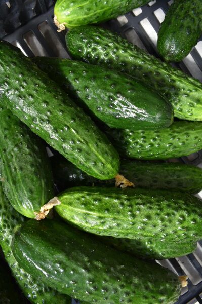 Gurķi, kg