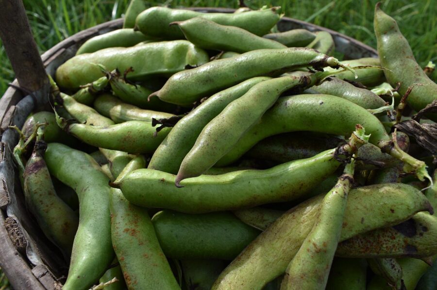 Cūku pupas, kg