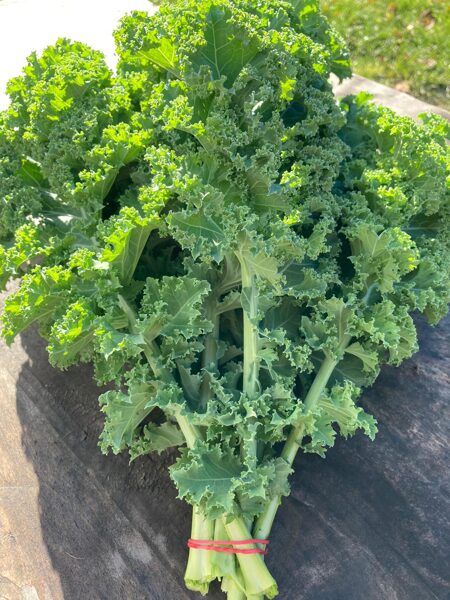Kale  kāposts, bunte